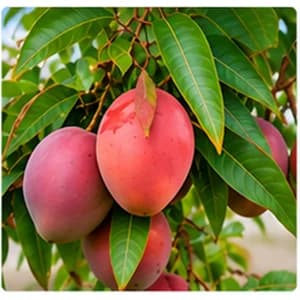 আম
