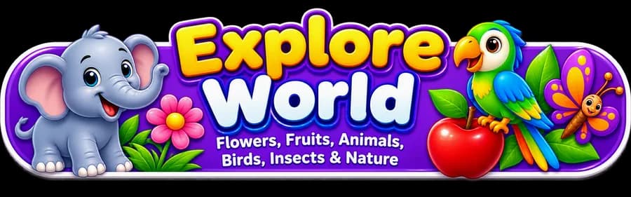 Explore World